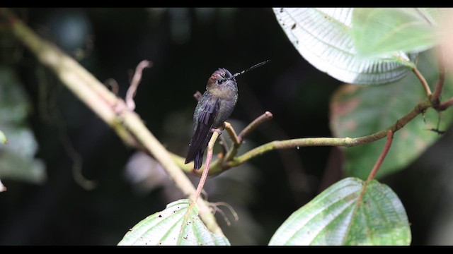 kolibřík zelenočelý - ML621138977