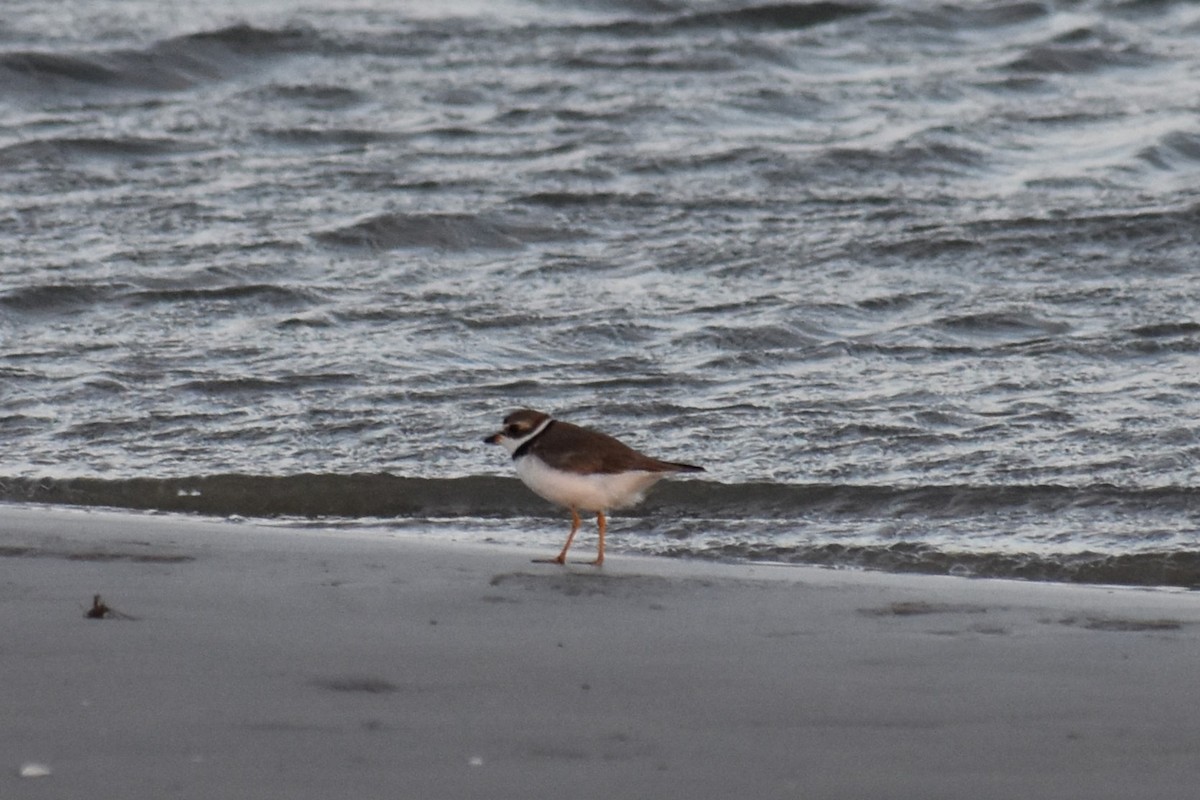 Semipalmated Plover - ML621139008