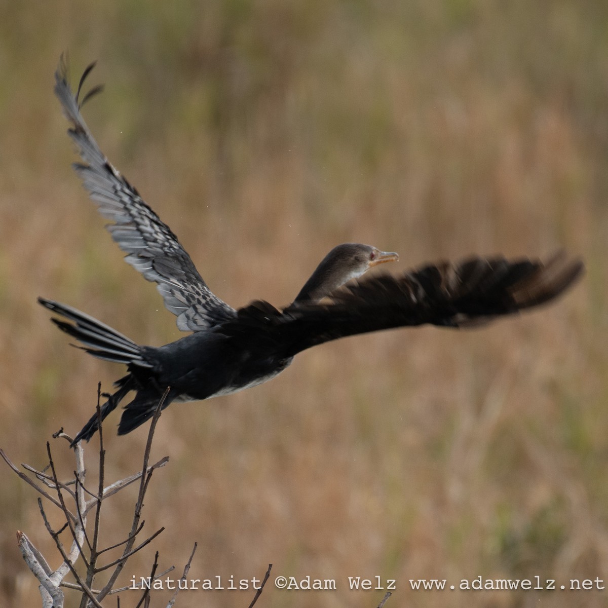 Long-tailed Cormorant - ML621139025