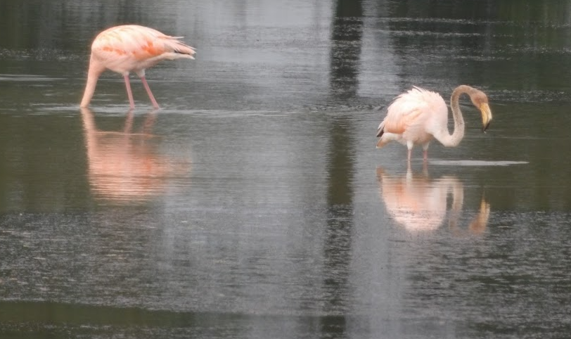 Amerika Flamingosu - ML621139041
