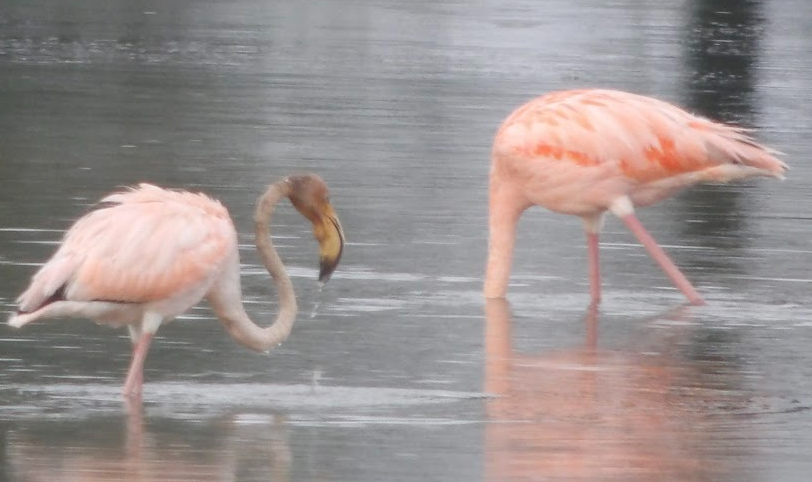 Amerika Flamingosu - ML621139042