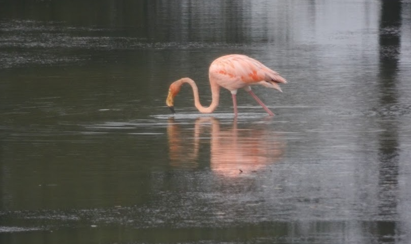 Amerika Flamingosu - ML621139043