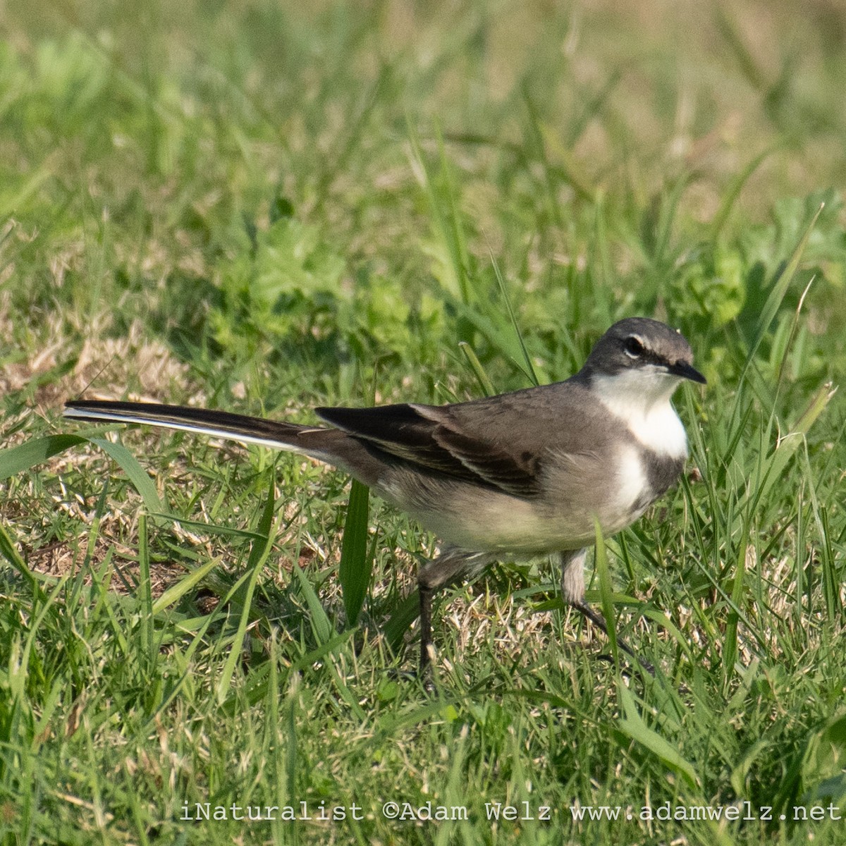 Cape Wagtail - ML621139080
