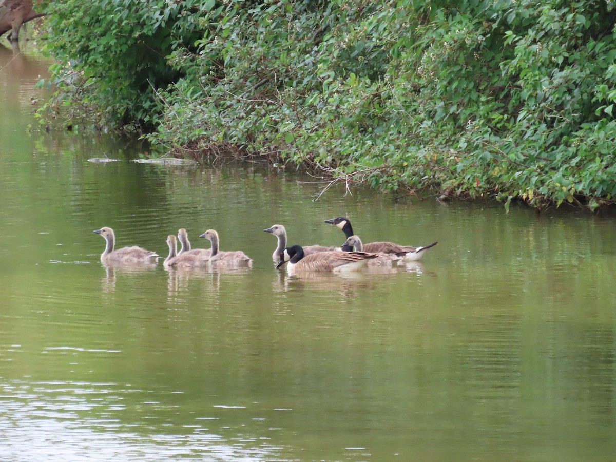 Canada Goose - ML621139119