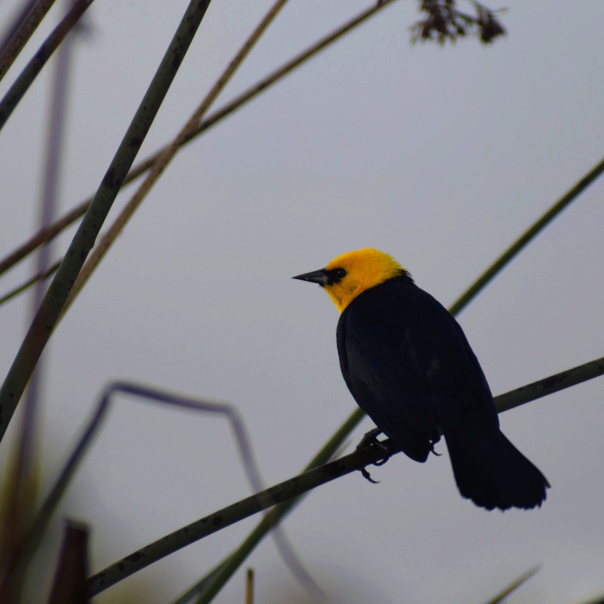 Yellow-hooded Blackbird - ML621139120