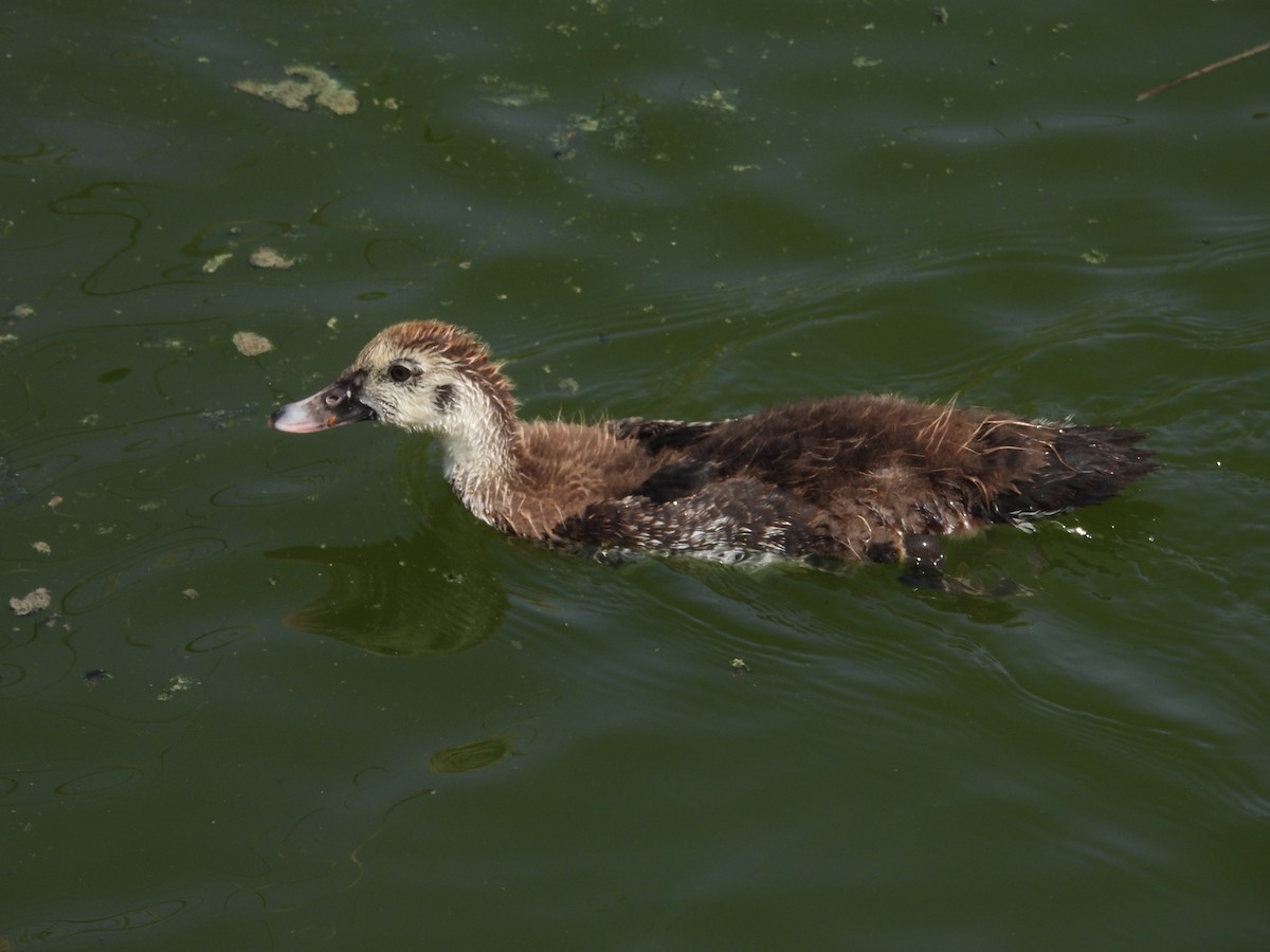 Muscovy Duck (Domestic type) - ML621139144