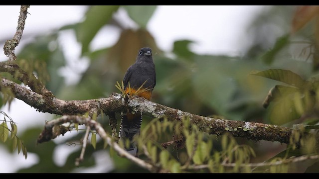 Ak Kuyruklu Trogon - ML621139146