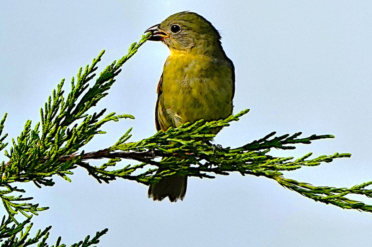 Painted Bunting - ML621139147