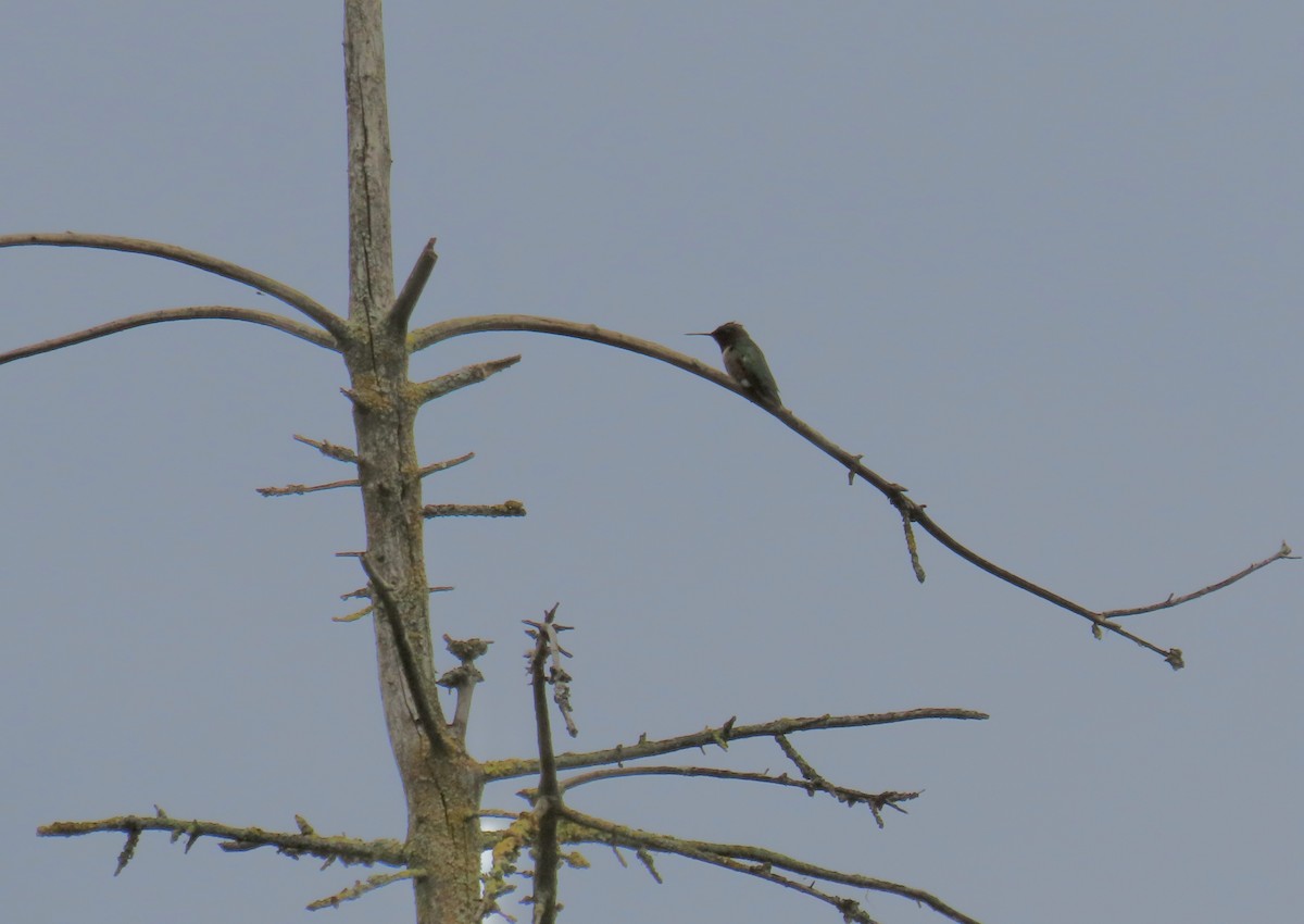 Ruby-throated Hummingbird - ML621139154