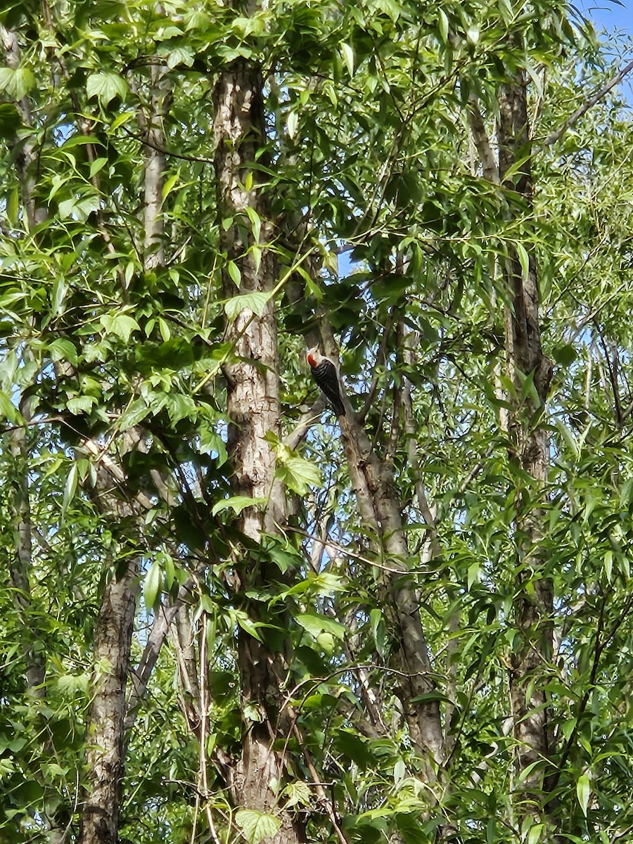 Red-bellied Woodpecker - ML621139157