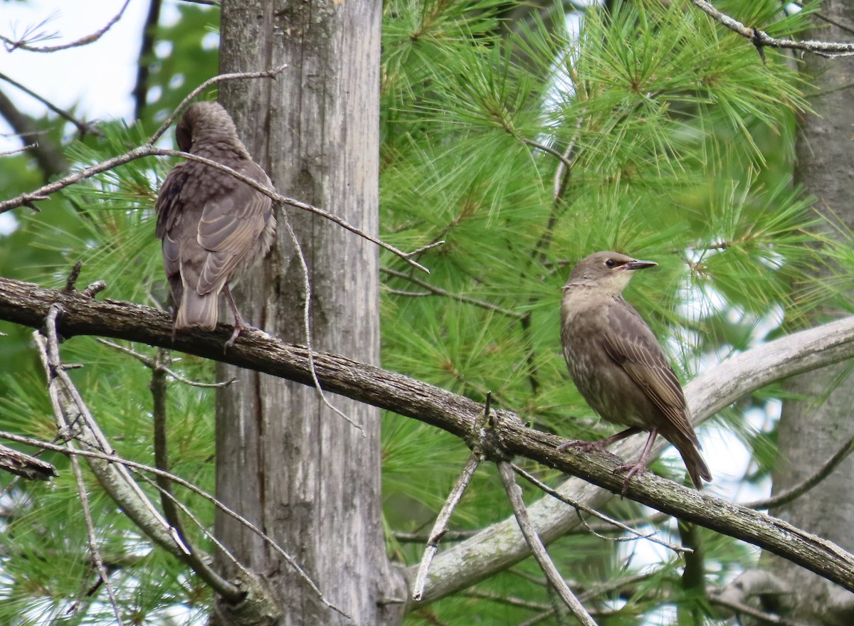 European Starling - ML621139169