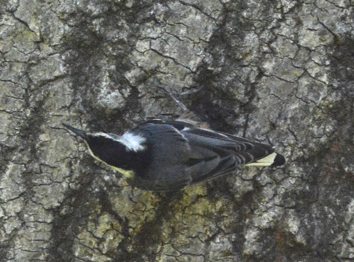White-breasted Nuthatch - ML621139171