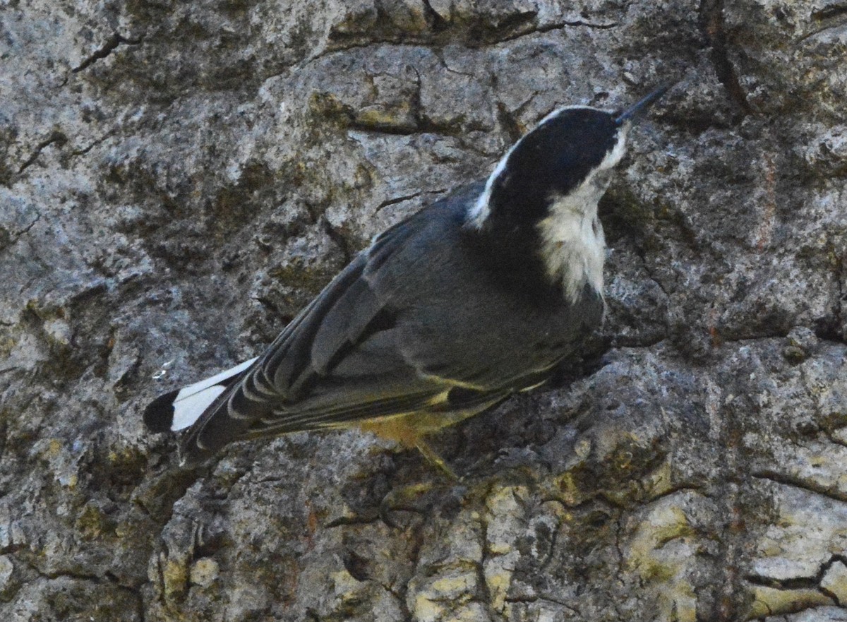 White-breasted Nuthatch - ML621139172