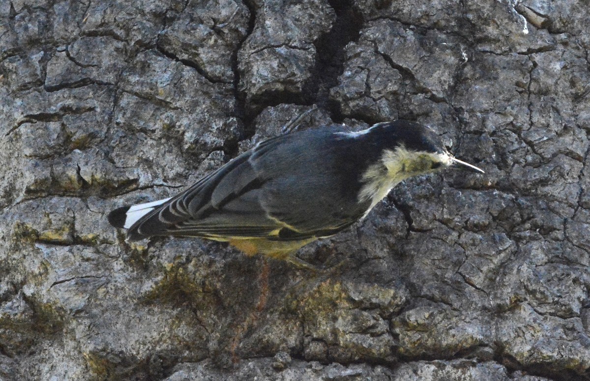 White-breasted Nuthatch - ML621139173