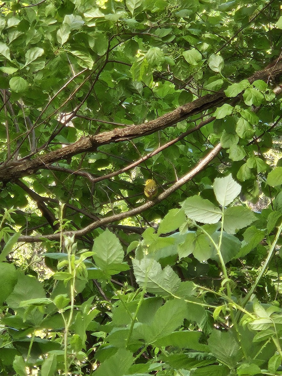 Yellow Warbler - ML621139193