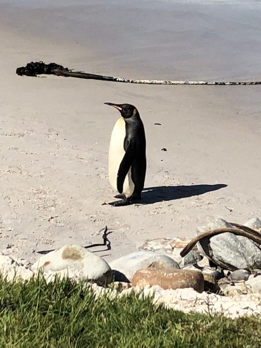 tučňák patagonský - ML621139207