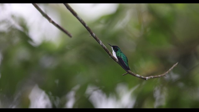 kolibřík purpurovohlavý - ML621139237