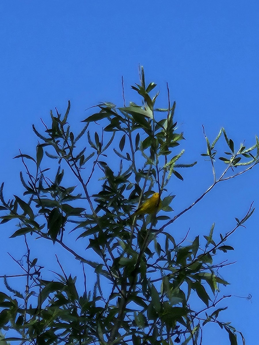 Yellow Warbler - ML621139249