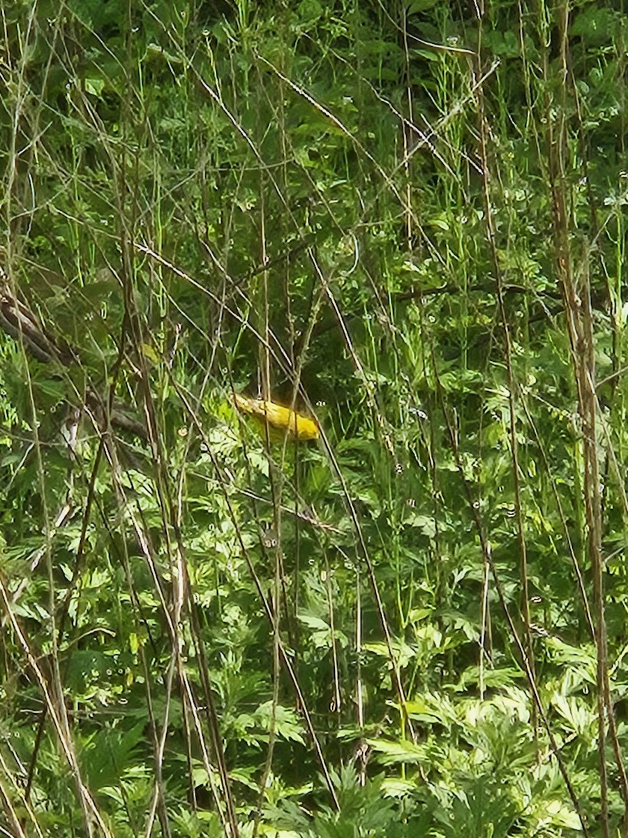 Yellow Warbler - ML621139250