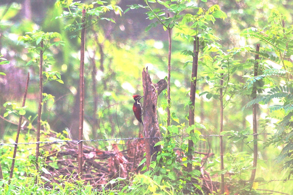 Red-backed Flameback - ML621139254