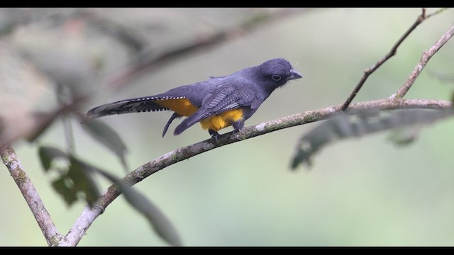 Ak Kuyruklu Trogon - ML621139259