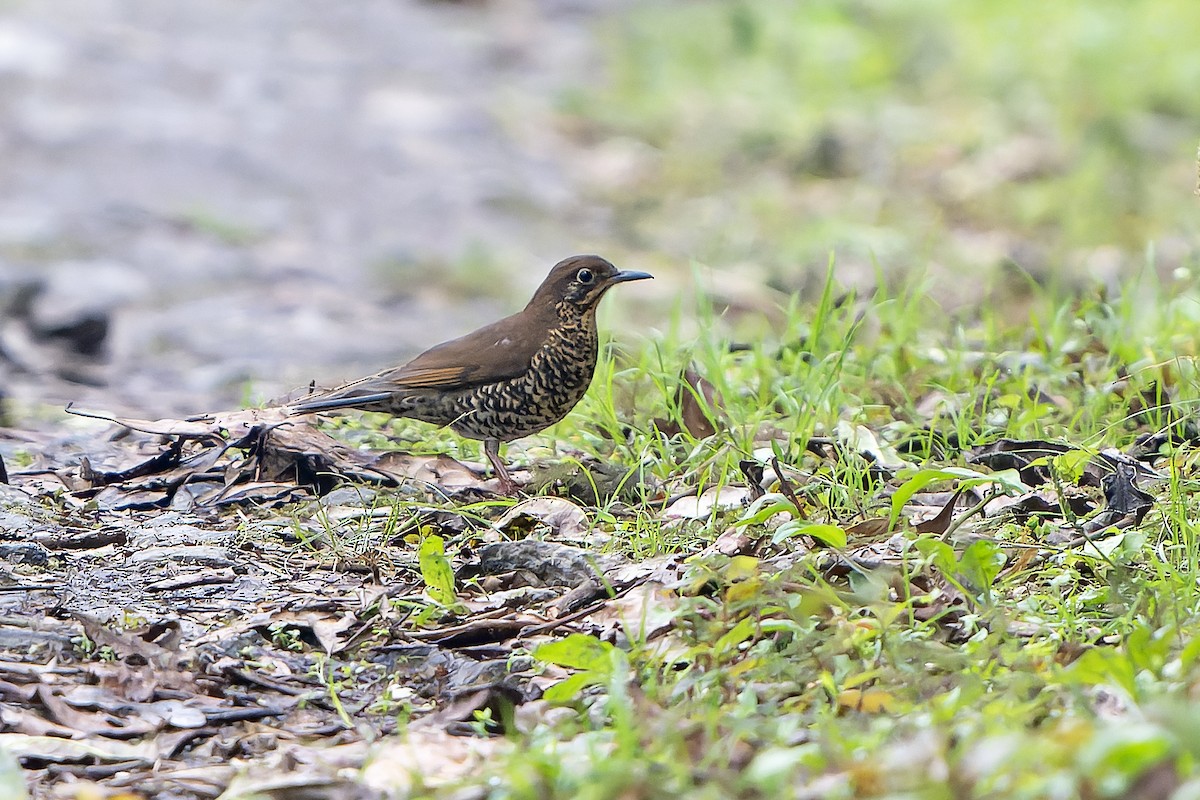 Himalayan Thrush - ML621139272