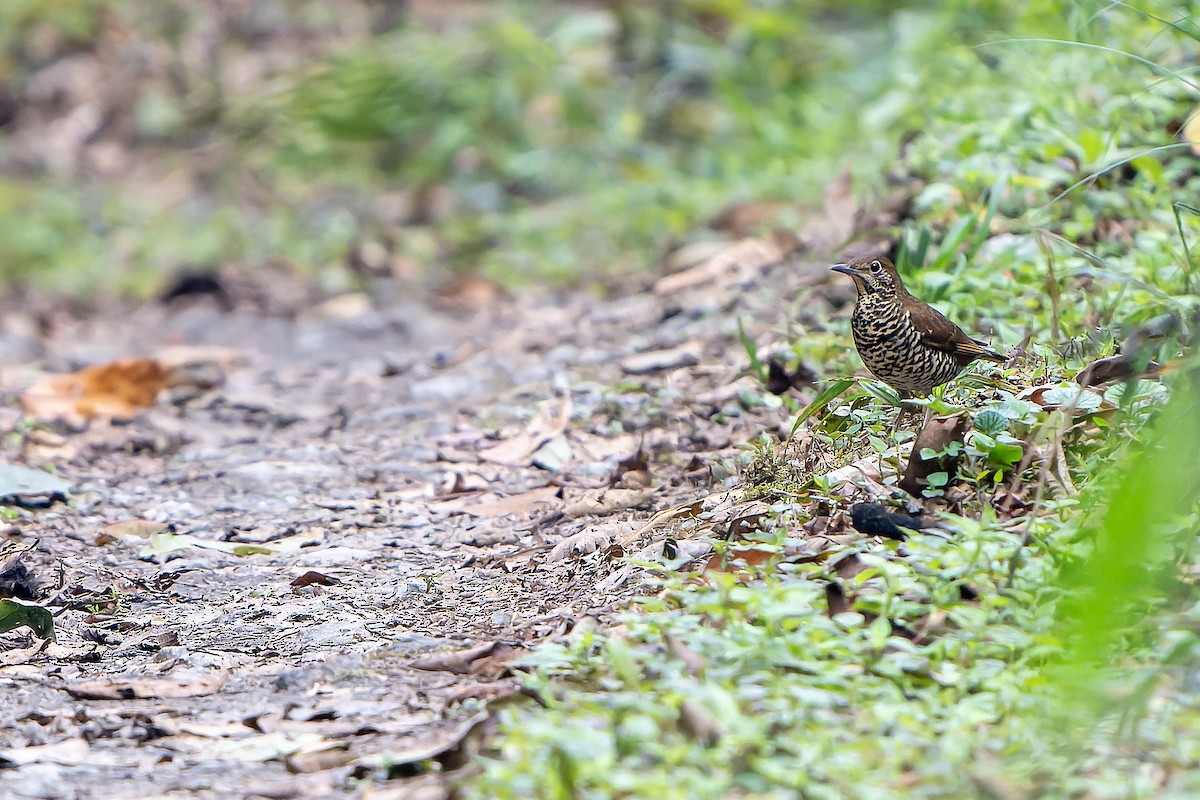 Himalayan Thrush - ML621139273
