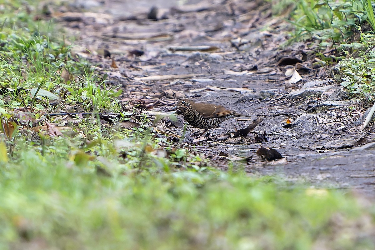 Himalayan Thrush - ML621139280