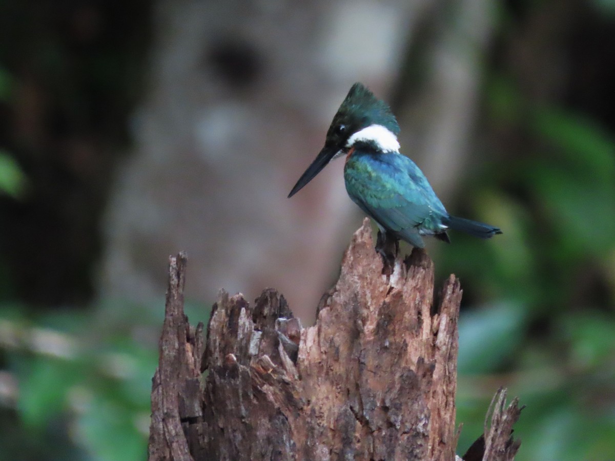 Green Kingfisher - ML621139285