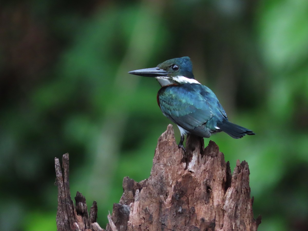 Green Kingfisher - ML621139286