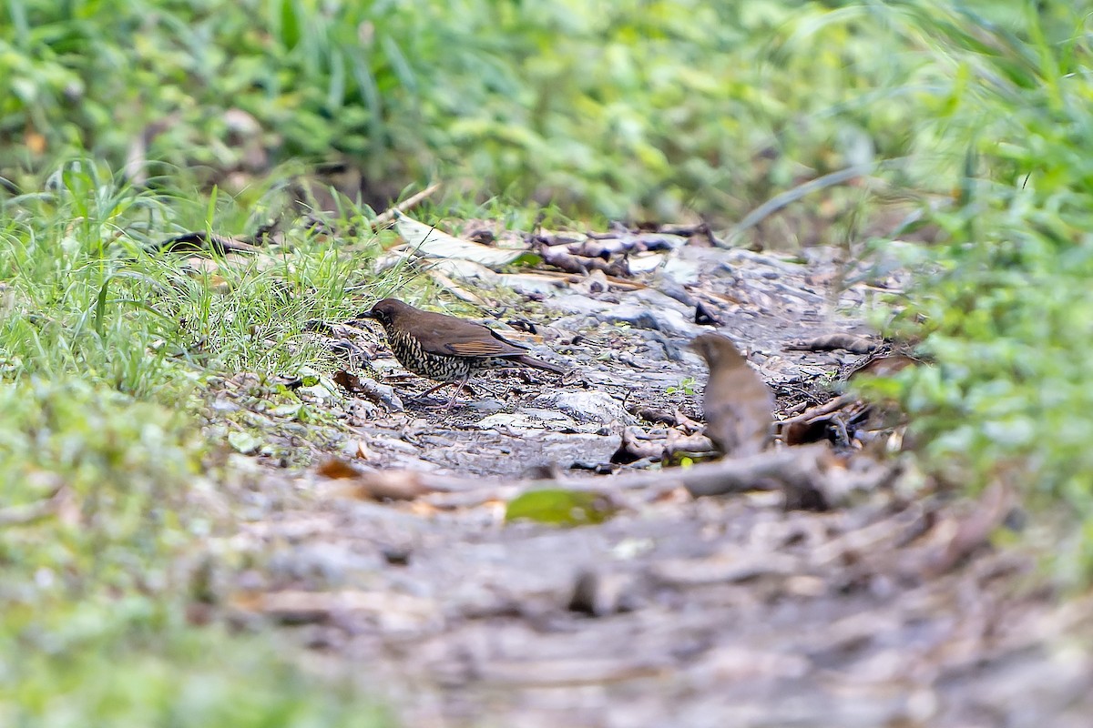 Himalayan Thrush - ML621139289
