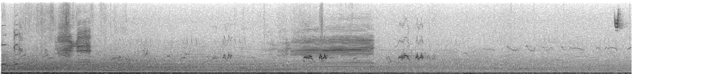 Western Grebe - ML621139290