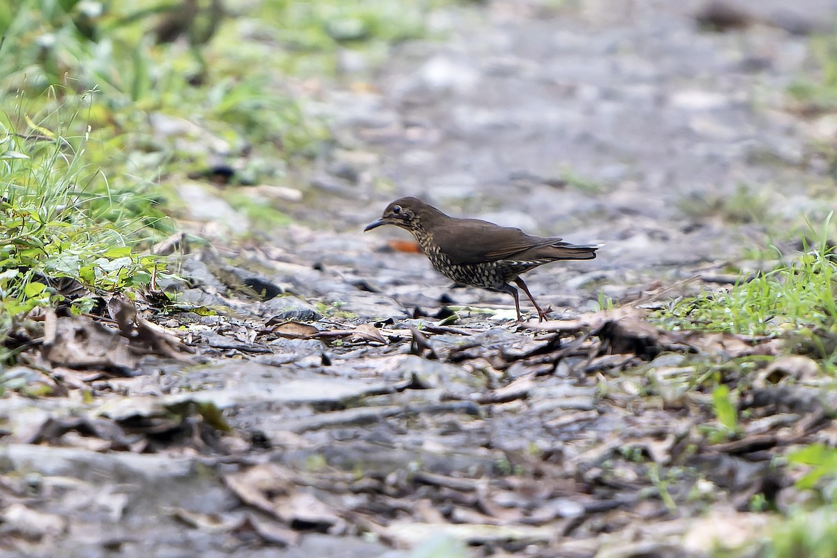 Himalayan Thrush - ML621139305