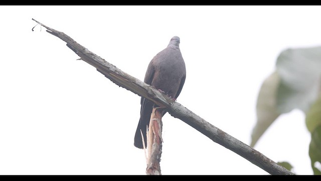 Dusky Pigeon - ML621139333