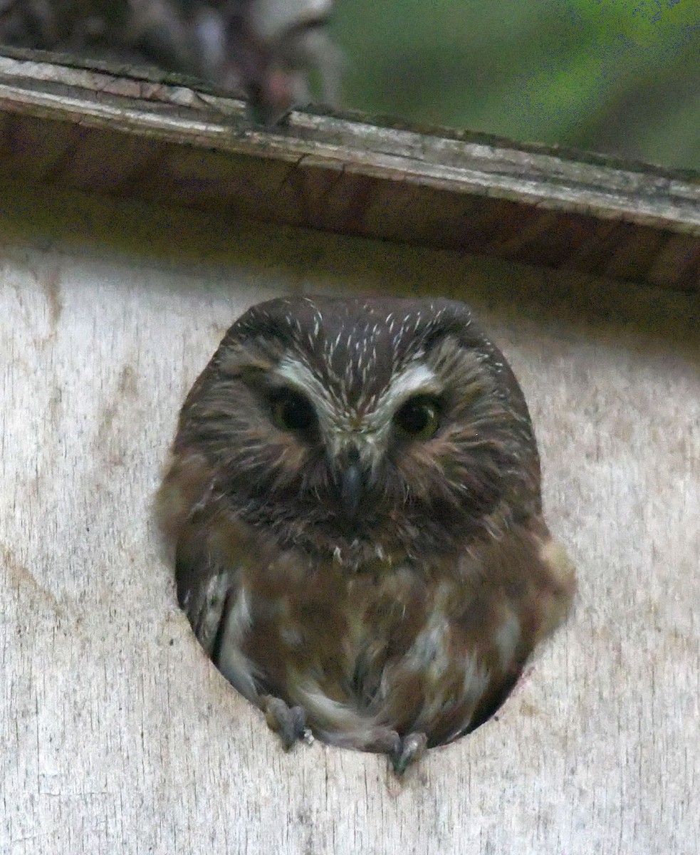 Northern Saw-whet Owl - ML621139356