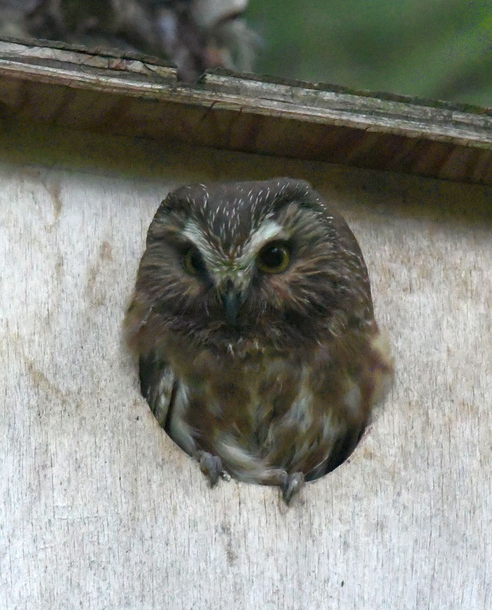 Northern Saw-whet Owl - ML621139357