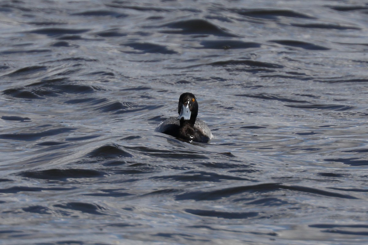 Greater Scaup - ML621139361