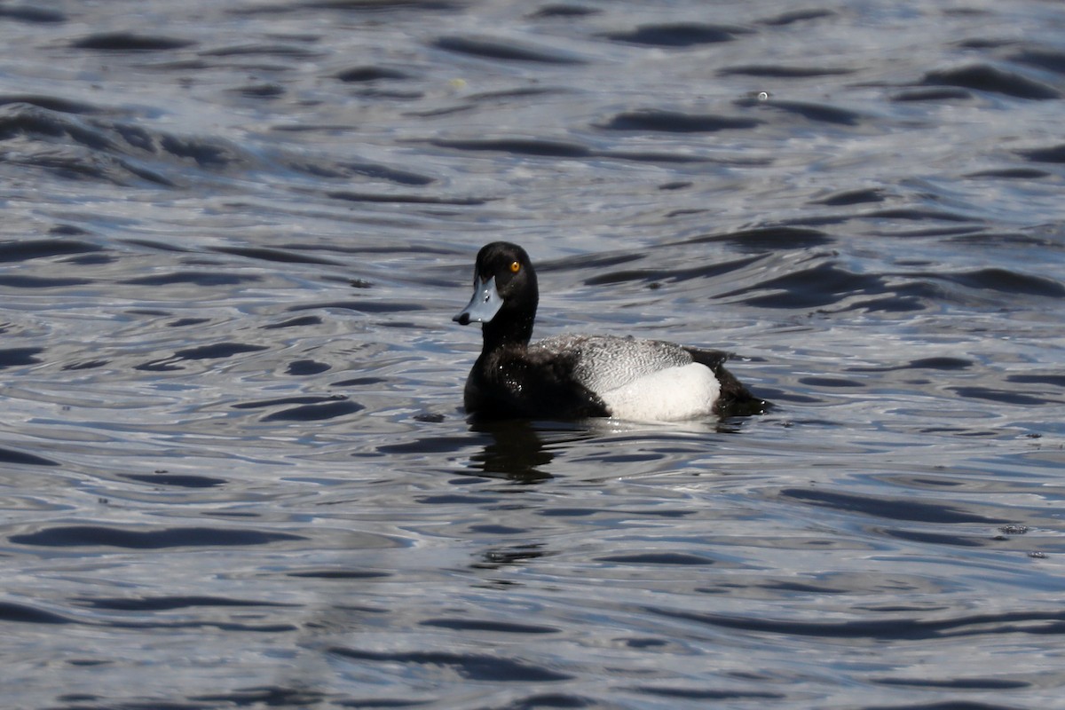 Greater Scaup - ML621139362