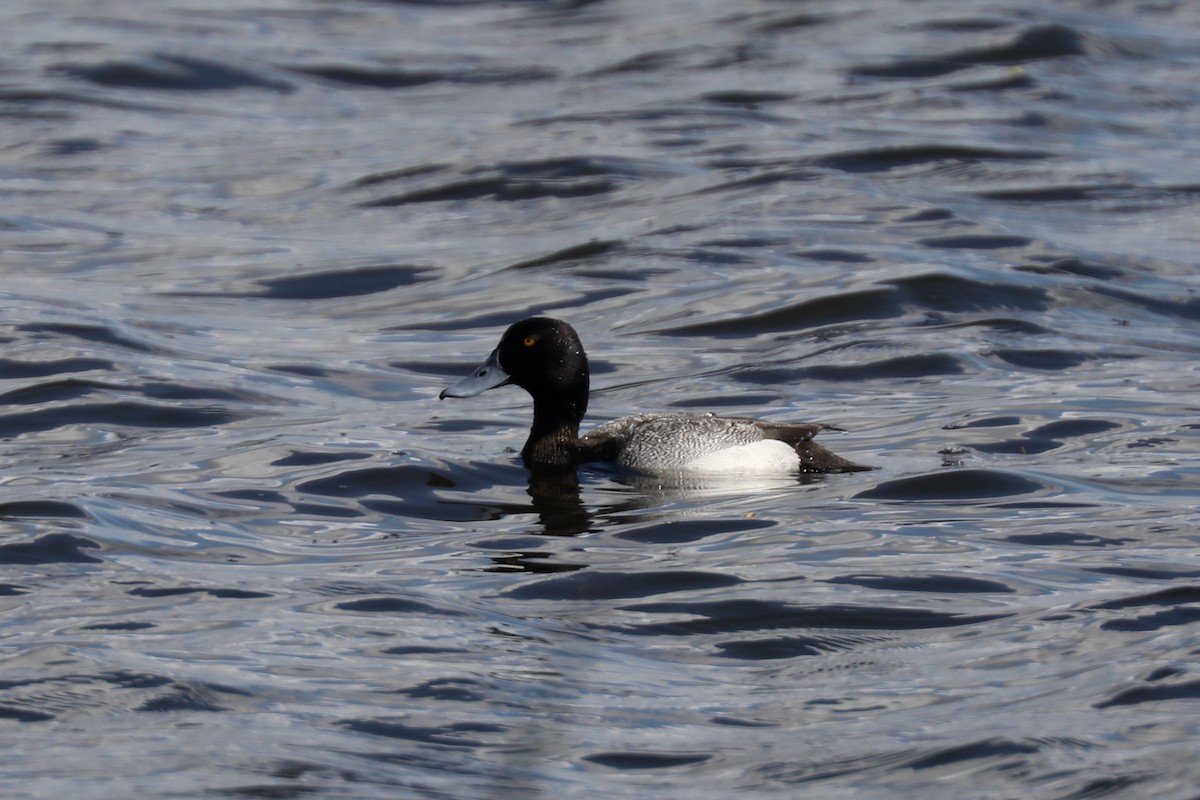 Greater Scaup - ML621139364