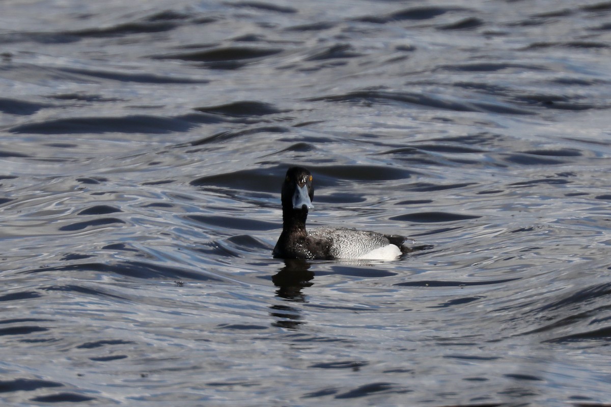 Greater Scaup - ML621139365