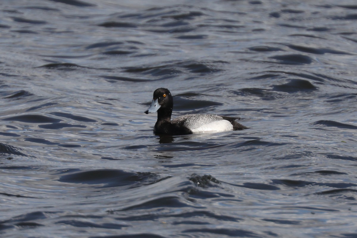 Greater Scaup - ML621139366