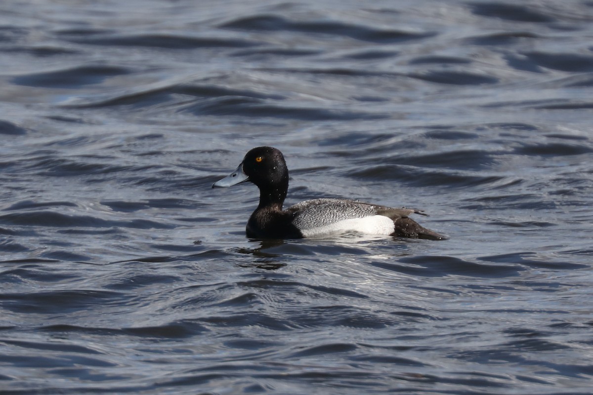 Greater Scaup - ML621139367