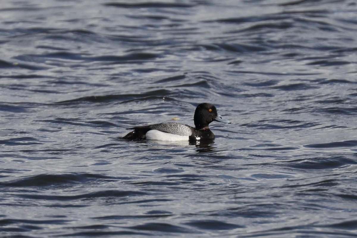 Greater Scaup - ML621139368