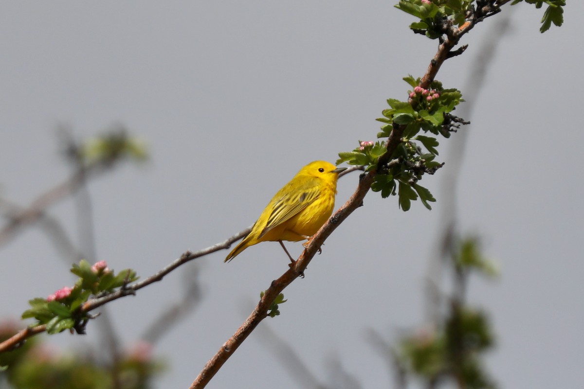 Yellow Warbler (Northern) - ML621139438