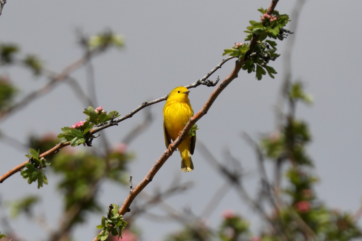Yellow Warbler (Northern) - Henry Burton