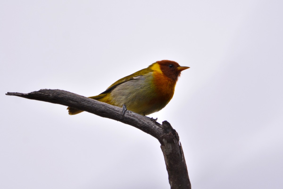 Rufous-headed Tanager - ML621139456