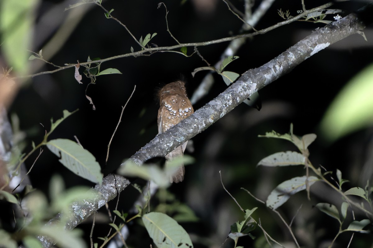 Hodgson's Frogmouth - ML621139461