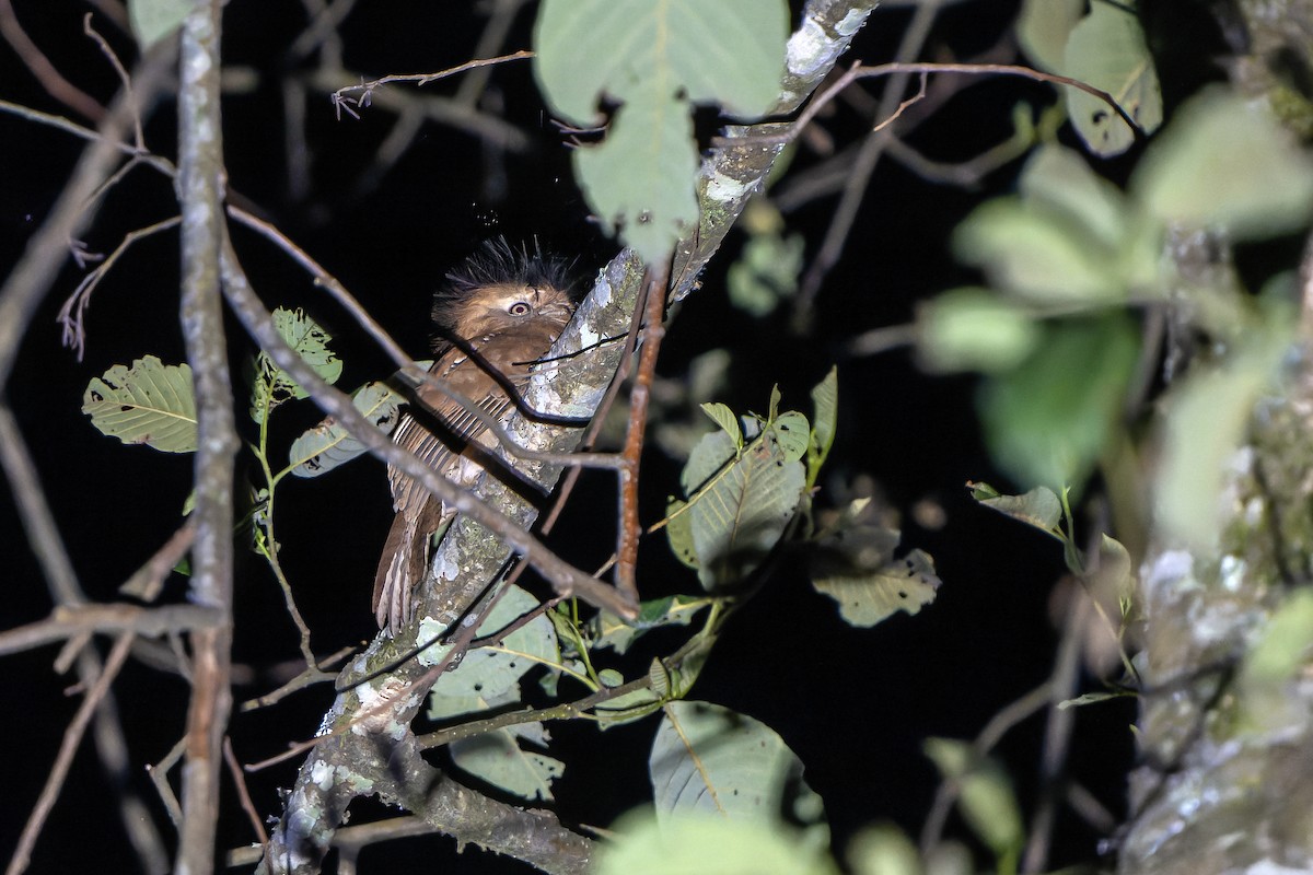 Hodgson's Frogmouth - ML621139462