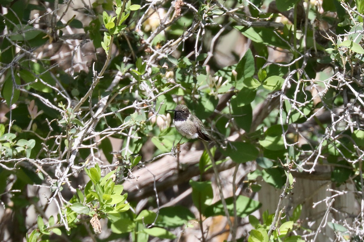 Kara Boğazlı Kolibri - ML621139485