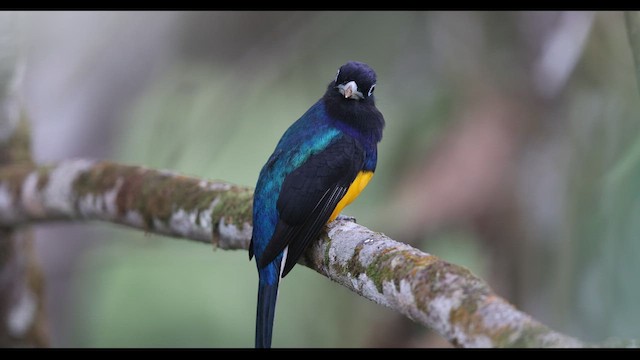 White-tailed Trogon - ML621139496